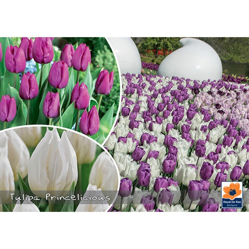 Tulipanløg - Tulipa Princelicious 30 løg