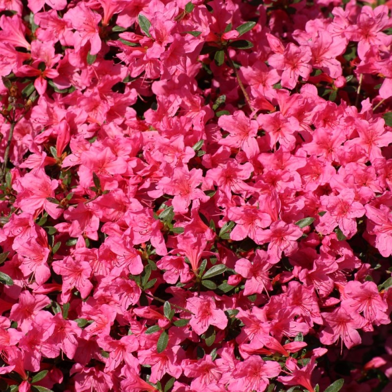 Rhododendron Geisha Pink - Japansk Azalea