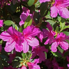 Rhododendron Anne Frank - Japansk Azalea