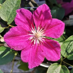 Clematis Ernest Markham - Klematis