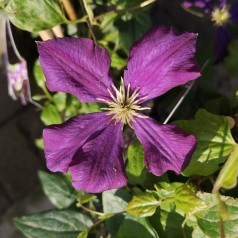 Clematis viticella Etoile Violette - Klematis