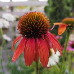 Echinacea purpurea Lakota Orange - Purpursolhat