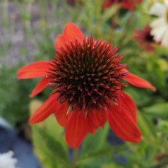 Echinacea purpurea Lakota Orange - Purpursolhat