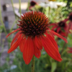 Echinacea purpurea Lakota Orange - Purpursolhat