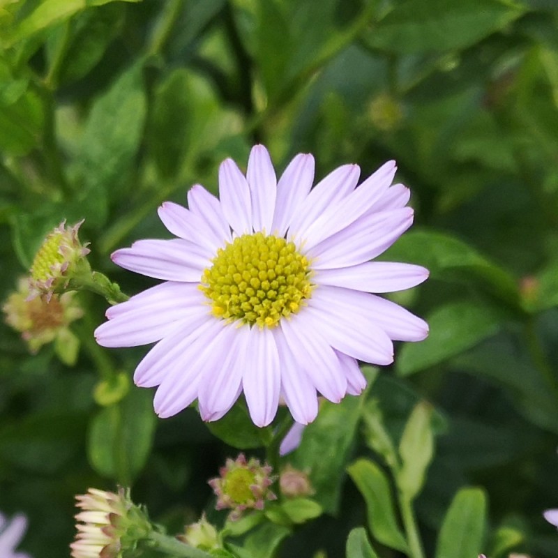 Kalimeris incisa Blue Star / Japansk asters - Skønasters