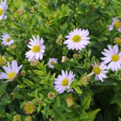 Kalimeris incisa Blue Star / Japansk asters - Skønasters