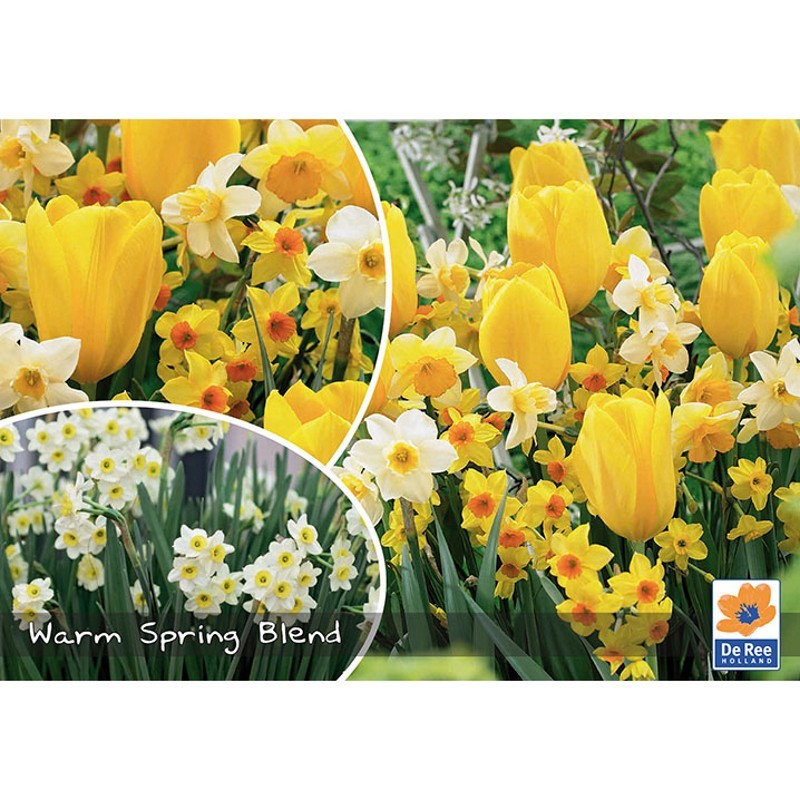 Blomsterløg mix - Warm Spring Blend, Landscape 25 løg