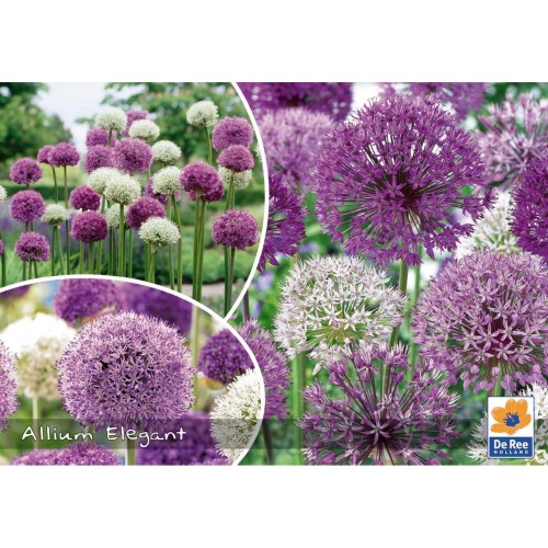 Prydløg mix - Allium Elegant 18 løg