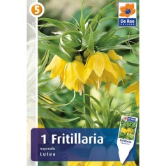Kejserkrone - Fritillaria Imperialis Lutea 1 Løg