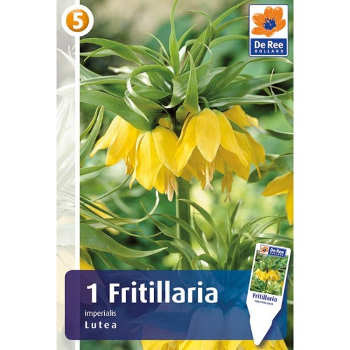 Kejserkrone/Fritillaria - Imperialis Lutea, Master 1 Løg