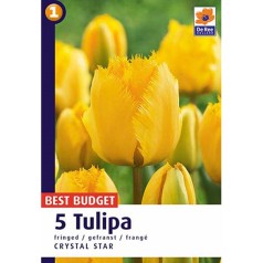 Tulipanløg Crystal Star / Crispa tulipan 5 Løg
