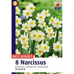 Narcissus Minnow - Botanisk Pinselilje / 8 Løg