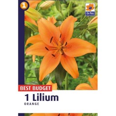 Liljeløg Orange - Lilium Orange 1 løg