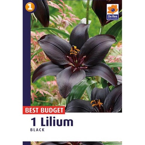 Liljeløg Sort - Lilium Black 1 løg
