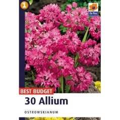 Prydløg Ostrowskianum - Allium / 30 Løg