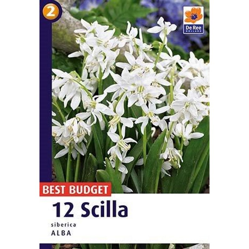 Skilla løg - Scilla Siberica Alba 12 løg