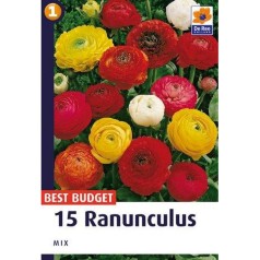 Ranunkel Mix - Ranunculus - 15 løg