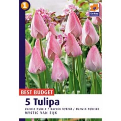 Tulipanløg Mystic van Eijk / Tulipan 5 Løg