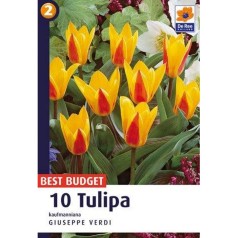 Tulipanløg Giuseppe Verdi -  Kaufmann Tulipan - 10 Løg
