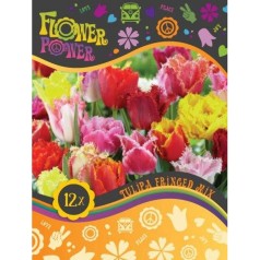 Tulipanløg Fringed mix - 12 Løg - FlowerPower