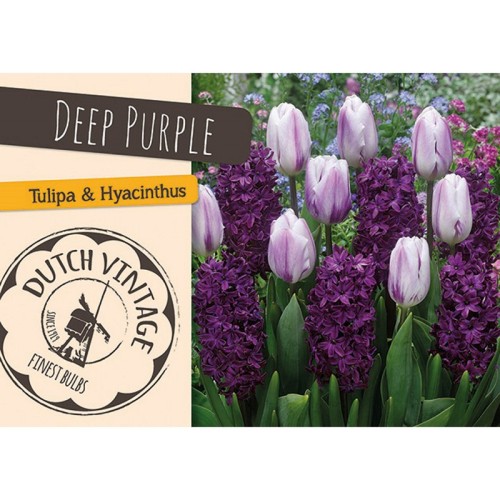 Blomsterløg mix - Deep Purple, Dutch Vintage 10 Løg