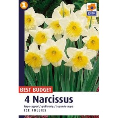 Påskeliljeløg Ice Follies - Storblomstret Narcissus 4 Løg