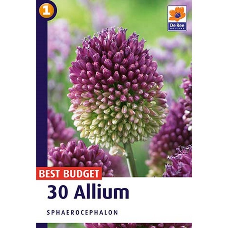 Prydløg Sphaerocephalon - Allium / 30 Løg