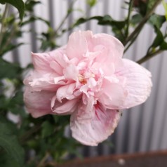 Hibiscus syriacus Pink Chiffon / Syrisk Rose