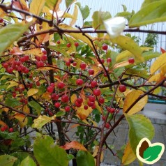 Sargents Æble 50-80 cm. - Bundt med 10 stk. barrodsplanter - Malus sargentii