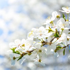 Sargents Æble 50-80 cm. - Bundt med 10 stk. barrodsplanter - Malus sargentii