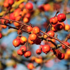 Sargents Æble 50-80 cm. - Bundt med 10 stk. barrodsplanter - Malus sargentii