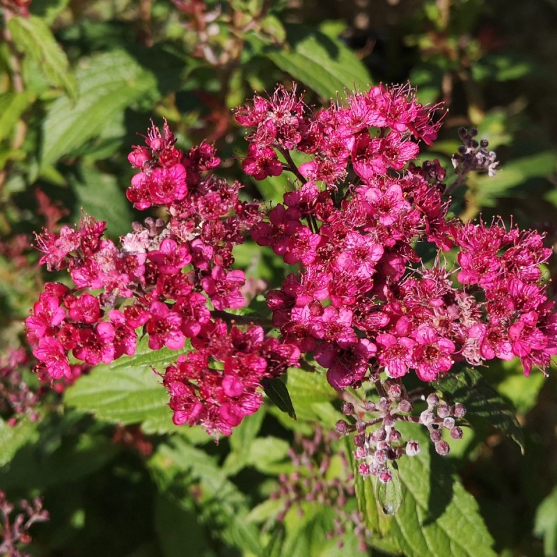 Spiraea bumalda Anthony Waterer