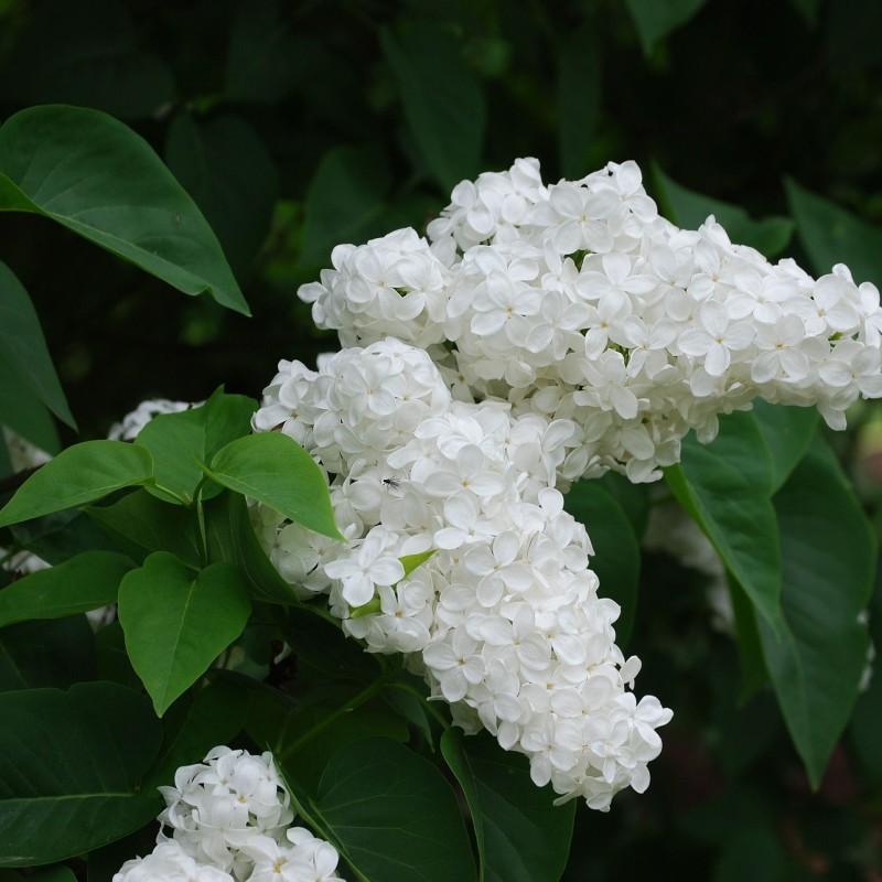 Syringa Vulgaris Alba, Hvid Syren