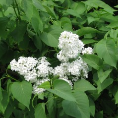 Syringa Vulgaris Alba, Hvid Syren