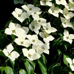 Cornus kousa - Koreakornel