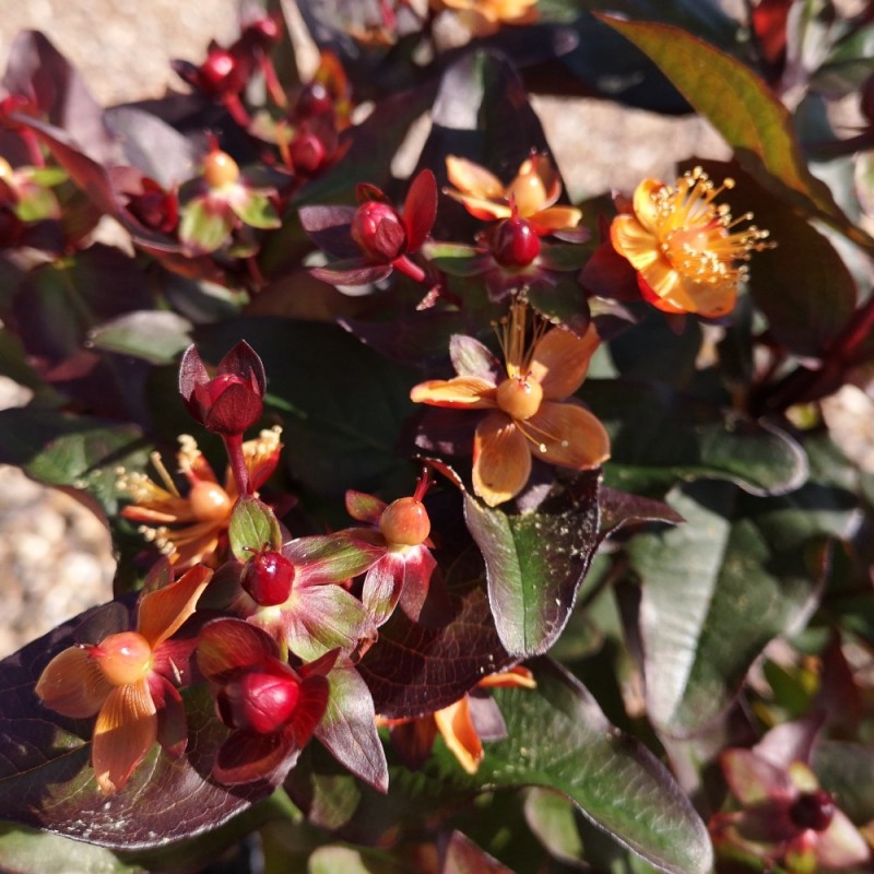 Perikon Miracle Night - Hypericum Miracle Night