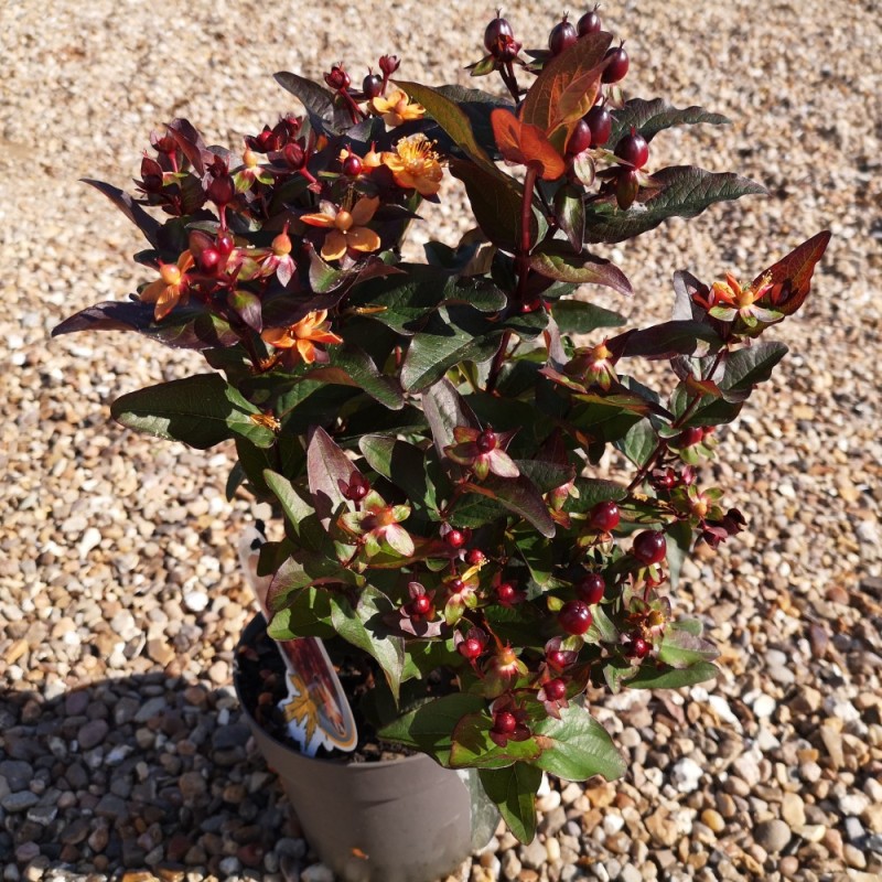 Perikon Miracle Night - Hypericum Miracle Night