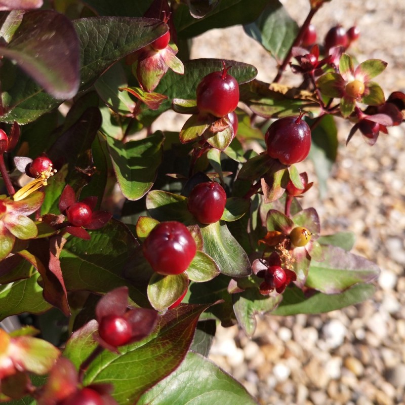 Hypericum Miracle Night - Perikon