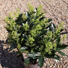 Skimmia Japonica Finchy - 5L potte