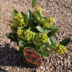 Skimmia japonica Temptation - Vinterbær - 2L Potte