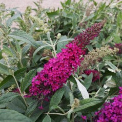 Buddleja davidii Queen of Hearts - Sommerfuglebusk