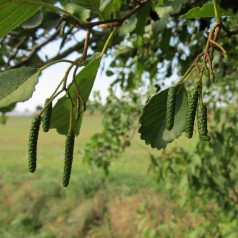 Alnus glutinosa - Rødel
