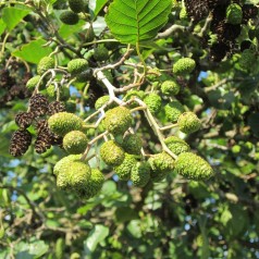 Alnus glutinosa - Rødel