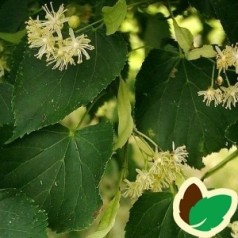 Tilia platyphylla - Storbladet Lind / 175-200 cm.