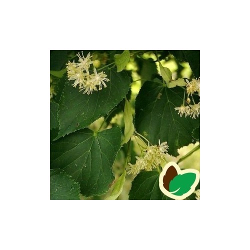 Tilia platyphylla - Storbladet Lind / 175-200 cm.