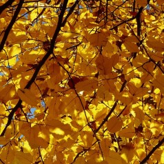 Avnbøg Carpinus betulus
