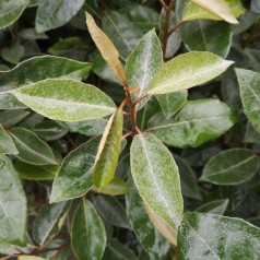 Skærmsølvblad 40-60 cm. - Bundt Med 10 Stk. Barrodsplanter - Elaeagnus umbellata