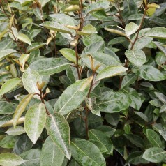 Skærmsølvblad 40-60 cm. - Bundt Med 10 Stk. Barrodsplanter - Elaeagnus umbellata