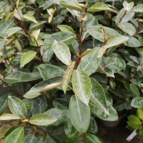 Skærmsølvblad 50-80 cm. - Bundt Med 10 Stk. Barrodsplanter - Elaeagnus umbellata