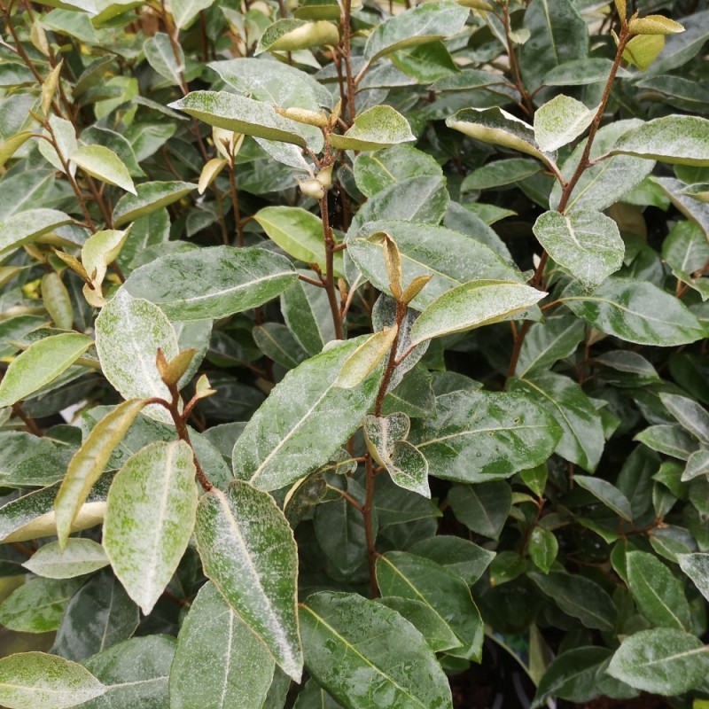 Elaeagnus umbellata - Skærmsølvblad